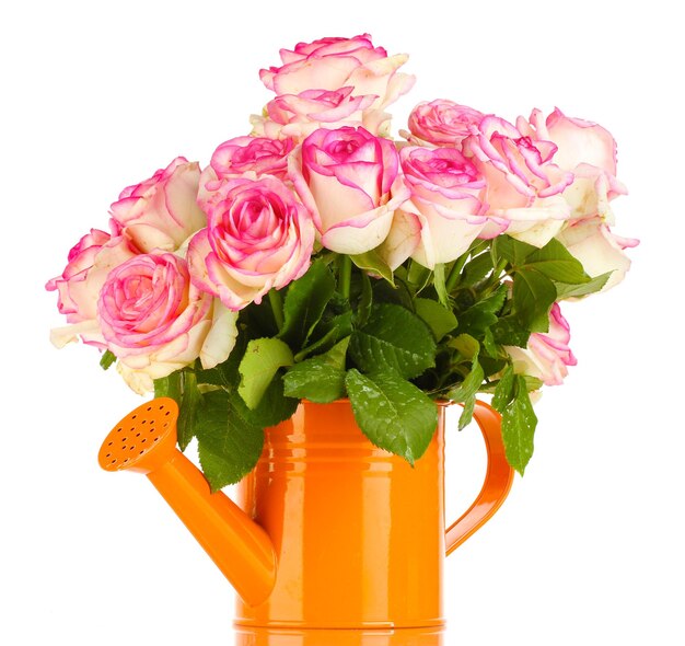 Bellissimo bouquet di rose rosa in annaffiatoio, isolato su bianco