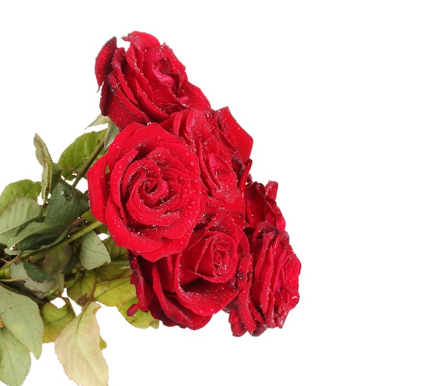 Bellissimo bouquet di rose rosse isolate su bianco