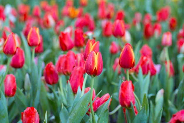 Bellissimo bouquet di tulipani colorati freschi.