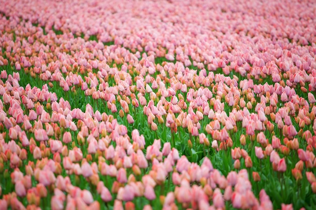 Bellissimo bouquet di tulipani rosa