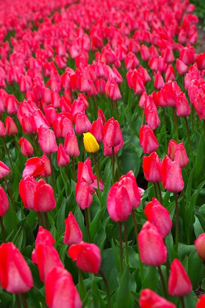 Bellissimo bouquet di tulipani rosa