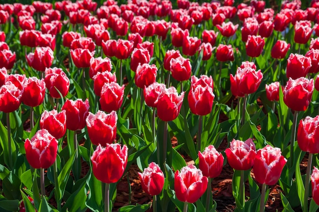 Bellissimo bouquet di tulipani rossi e bianchi