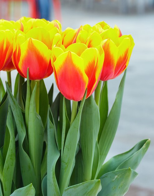 Bellissimo bouquet di tulipani rosso-gialli (macro)