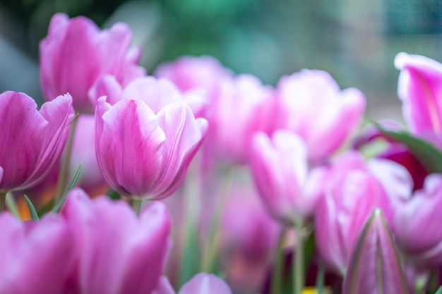 Bellissimo bouquet di tulipani. tulipani colorati. sfondo della natura