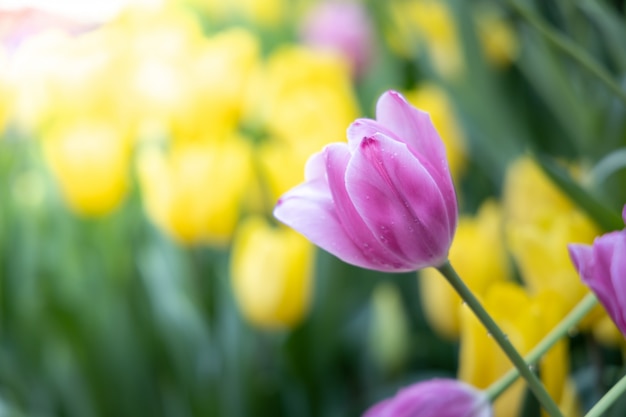 Bellissimo bouquet di tulipani. tulipani colorati. sfondo della natura