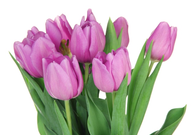 Bellissimo bouquet di tulipani viola, isolato su bianco
