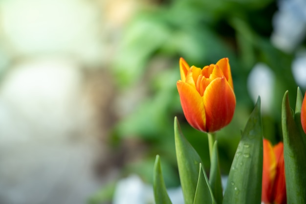 Bellissimo bouquet di tulipani