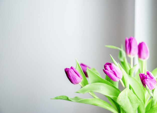 Bellissimo bouquet fresco con tulipani rosa davanti alla finestra su sfondo grigio.
