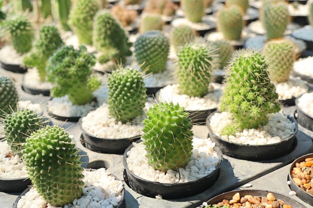 Bellissimo cactus da vendere