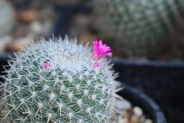 Bellissimo cactus da vendere