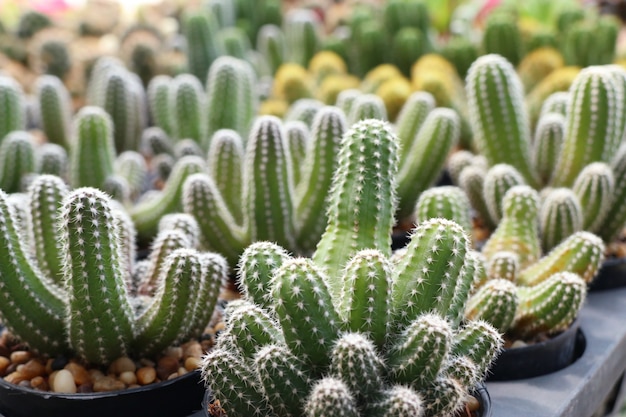 Bellissimo cactus da vendere