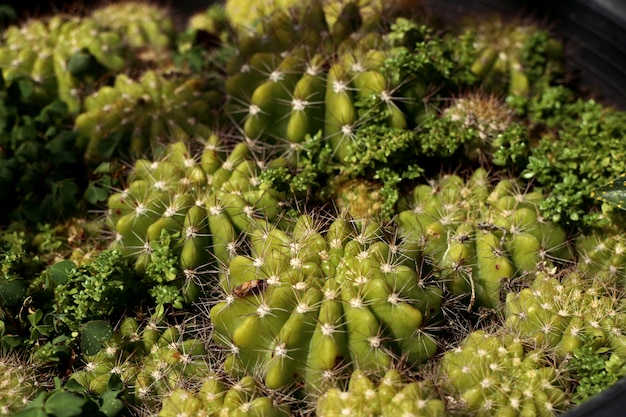 Bellissimo cactus da vendere