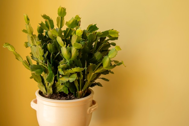 Bellissimo cactus di Natale Schlumbergera truncata pianta d'appartamento Primo piano