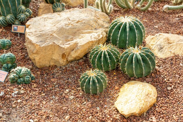 bellissimo cactus in giardino al giardino botanico Queen Sirikit Chiang Mai, Thailandia