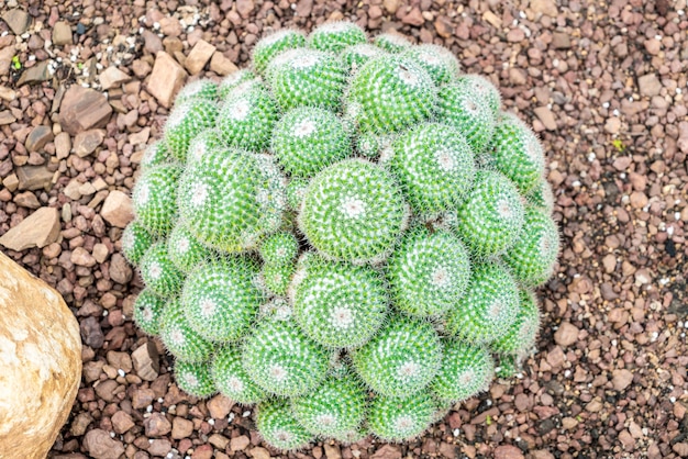 bellissimo cactus in pianta d&#39;appartamento