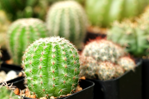 Bellissimo cactus in tropicale