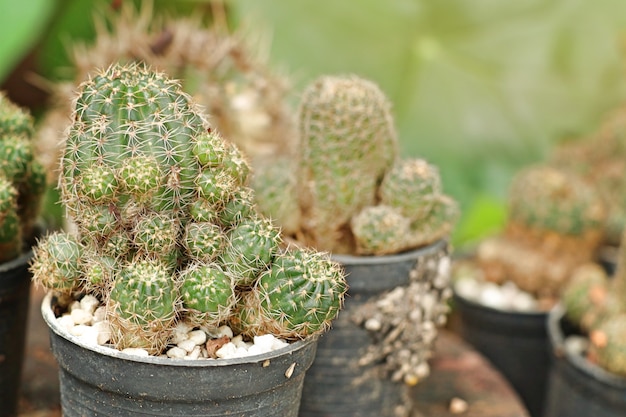 Bellissimo cactus in tropicale