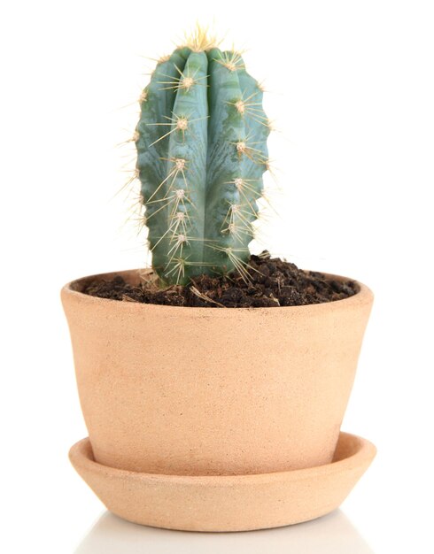 Bellissimo cactus in vaso da fiori isolato su bianco