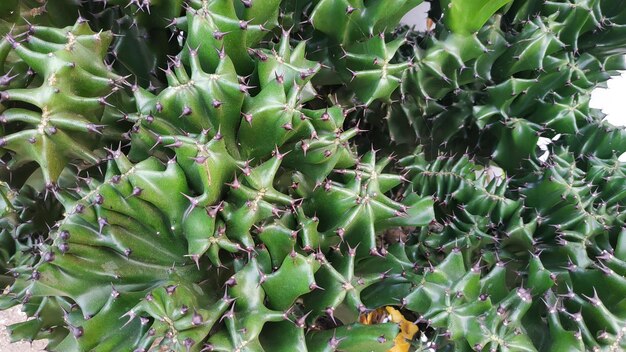 Bellissimo cactus monadenium guentheri nel parco