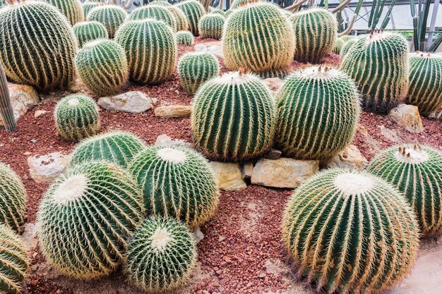 Bellissimo cactus nel giardino