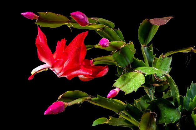 Bellissimo cactus Schlumbergera con fiori rosa e foglie verdi