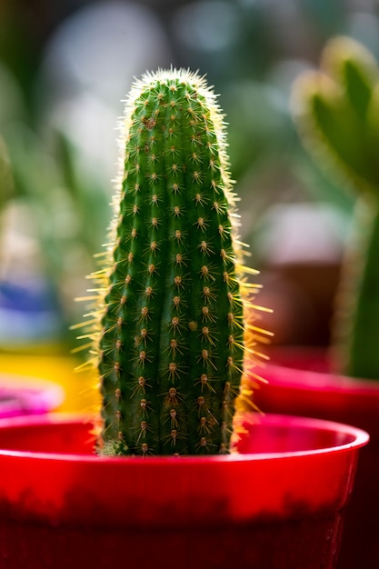 Bellissimo cactus