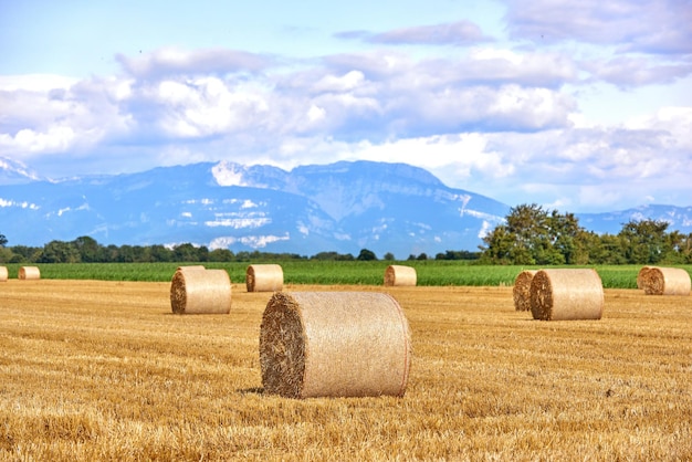 Bellissimo campo agricolo di fieno e paglia di grano in estate sul terreno agricolo di campagna con alberi di montagna e sfondo di cielo azzurro nuvoloso Paesaggio di covoni di fieno rotondi dopo l'agricoltura con spazio di copia