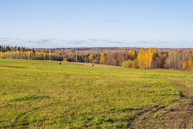 Bellissimo campo agricolo verde vicino alla foresta