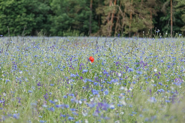 Bellissimo campo con fiordalisi