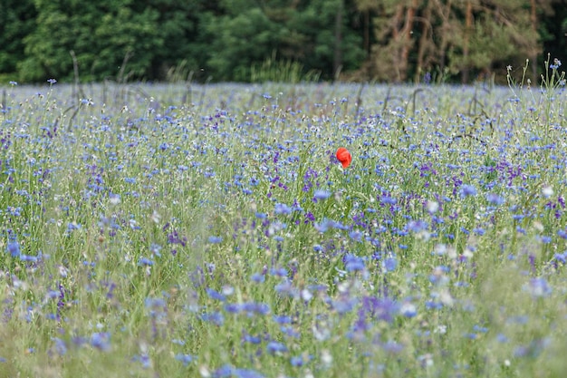 Bellissimo campo con fiordalisi