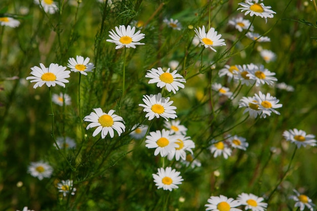 Bellissimo campo con fiori di camomilla bianca