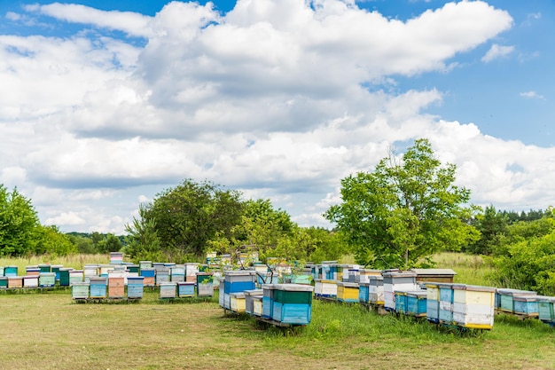 Bellissimo campo di alveari di miele Estate all'aperto apiario delle api