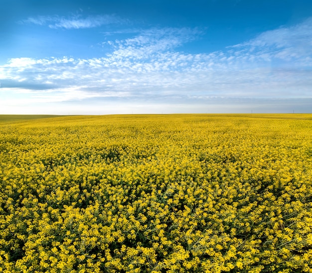 Bellissimo campo di colza giallo e cielo con nuvole