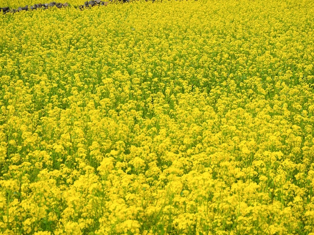 Bellissimo campo di colza sotto il cielo sereno e nuvoloso