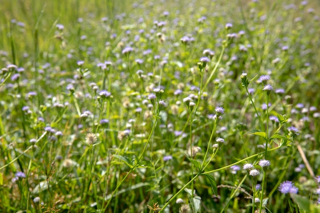 Bellissimo campo di fiori bianchi