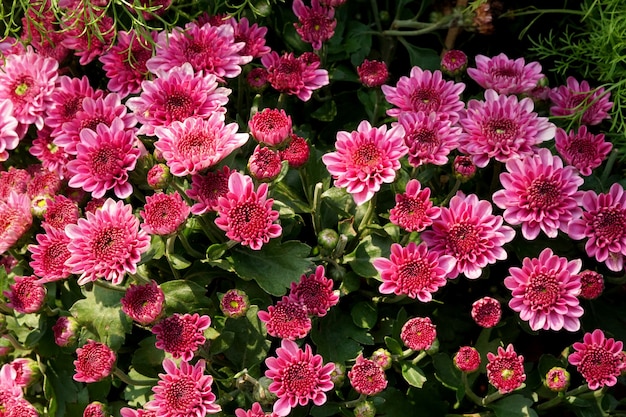 Bellissimo campo di fiori di gerbera viola in giardino