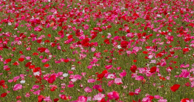 Bellissimo campo di fiori di papavero rosa