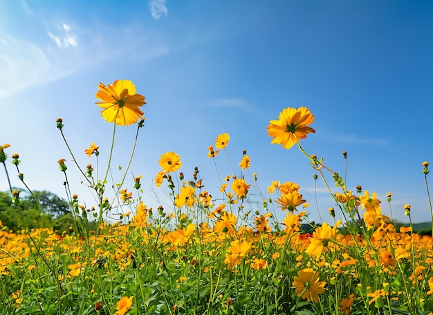 Bellissimo campo di fiori di zolfo o cosmo giallo con cielo blu alla luce del sole vicino al fiume