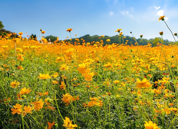 Bellissimo campo di fiori di zolfo o cosmo giallo con cielo blu alla luce del sole vicino al fiume