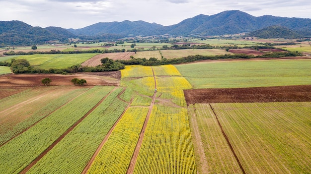 Bellissimo campo di girasole aereo Attrazioni turistiche popolari del campo di fiori della provincia di Lopburi