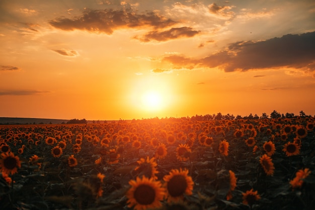 Bellissimo campo di girasoli e cielo al tramonto con nuvole