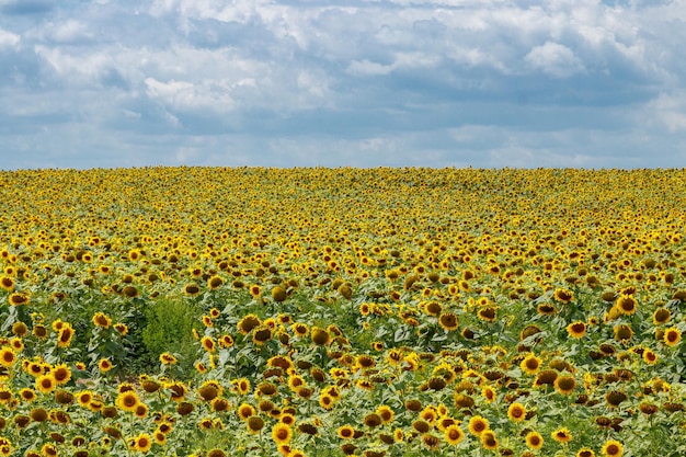 Bellissimo campo di girasoli gialli su uno sfondo di cielo blu con nuvole