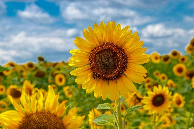 Bellissimo campo di girasoli gialli su uno sfondo di cielo blu con nuvole