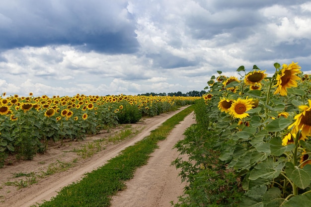 Bellissimo campo di girasoli gialli su uno sfondo di cielo blu con nuvole