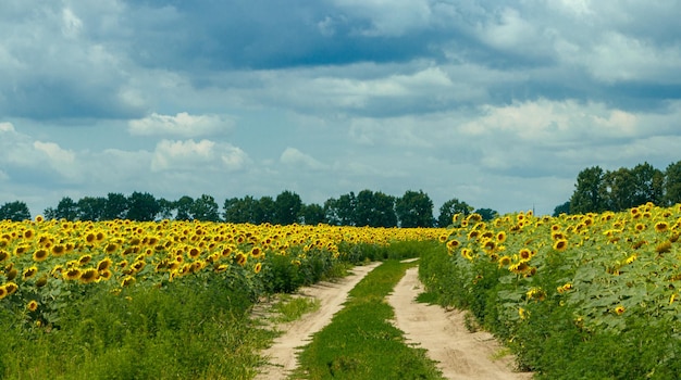 Bellissimo campo di girasoli gialli su uno sfondo di cielo blu con nuvole