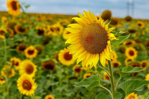 Bellissimo campo di girasoli gialli su uno sfondo di cielo blu con nuvole