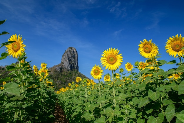 Bellissimo campo di girasoli in estate con cielo blu