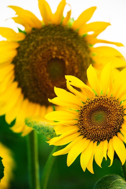 Bellissimo campo di girasoli in fiore contro la luce dorata del tramonto e lo sfondo del paesaggio sfocato