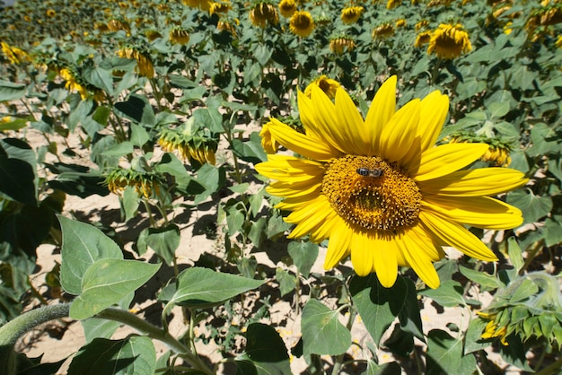 Bellissimo campo di girasoli