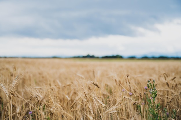 Bellissimo campo di grano dorato che cresce sotto un cielo estivo nuvoloso